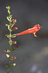 Scarlet calamint